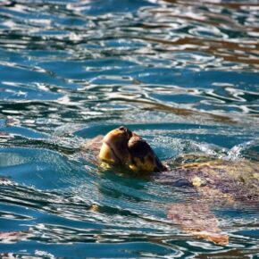 Ξενάγηση Χελώνας